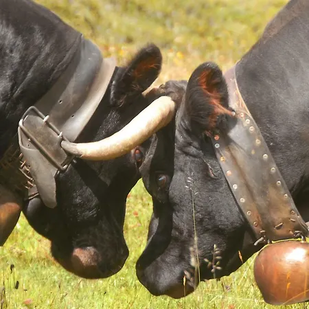 Çiftlik konaklama Plan D'avie *