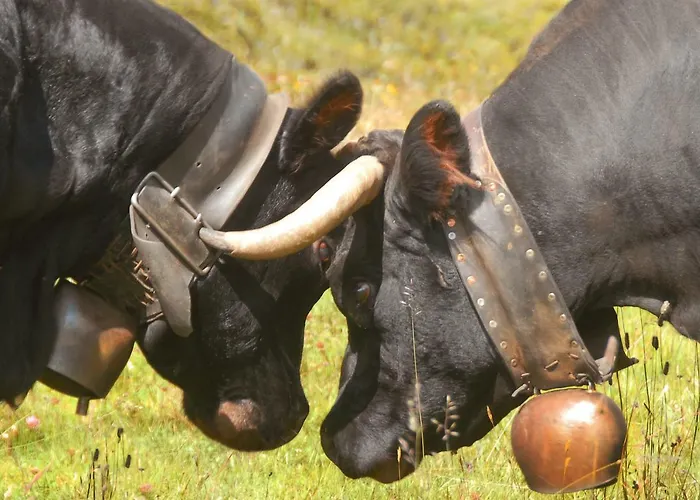 Farm stay Plan D'avie *